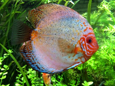 Cichlid aquarium fish