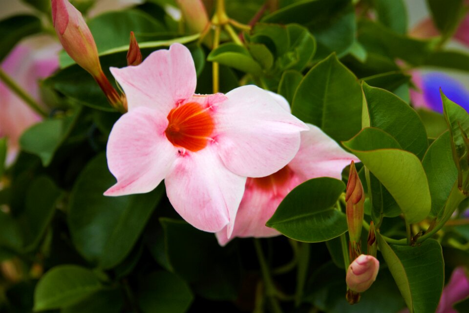 Macro blossom bloom
