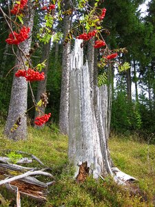 Sorbus aucuparia mountain ash healing effects photo