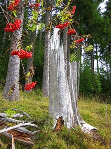 Sorbus aucuparia mountain ash healing effects