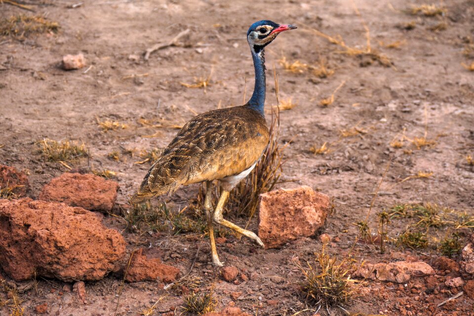 Safari bird wildlife