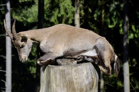 Forest animal female