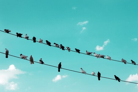 Bird natural rest