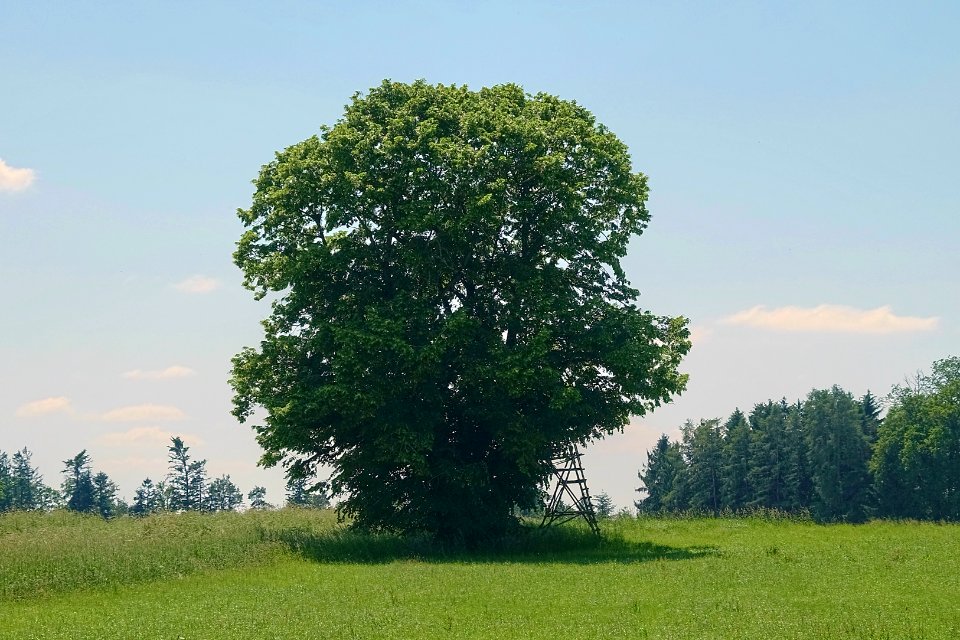 AÖ_ND01181_Sommerlinde_Brandl