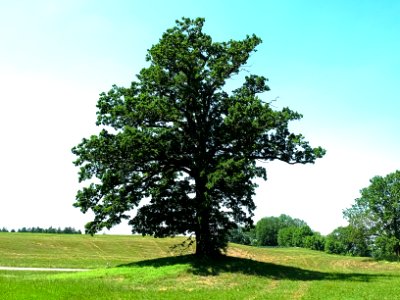 AÖ_ND01248_Mitterfeldeiche