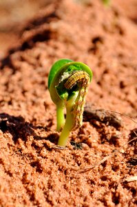 Agriculture insect farm