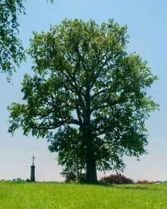 AÖ_ND01261_Fernschachener_Eiche