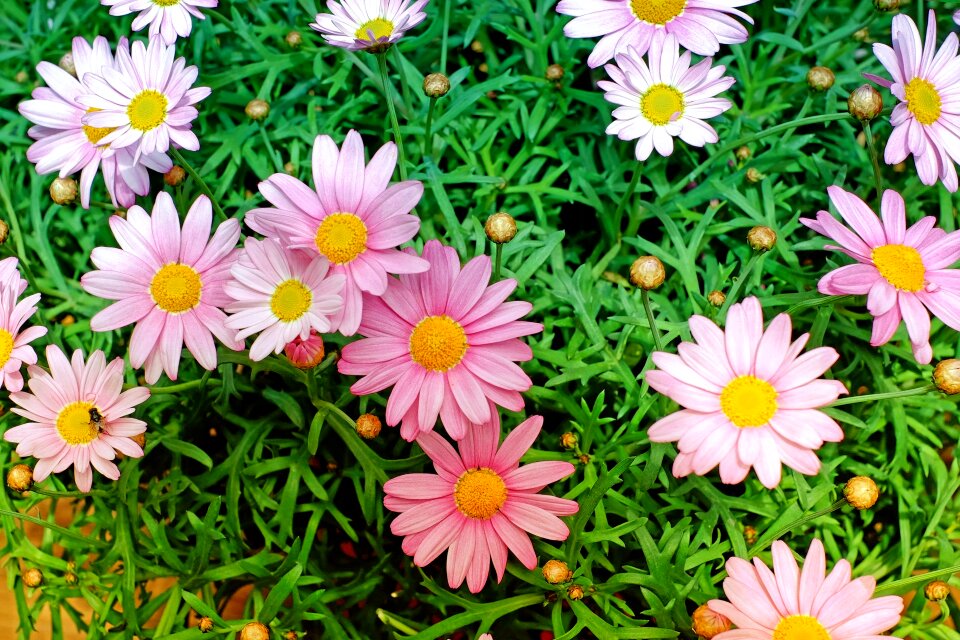 Pink plant garden