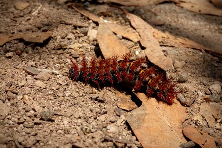 Macro earth larva photo