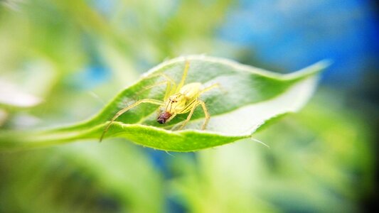 Green insect macro photo