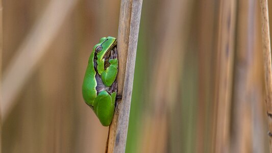 Green amphibian nature photo