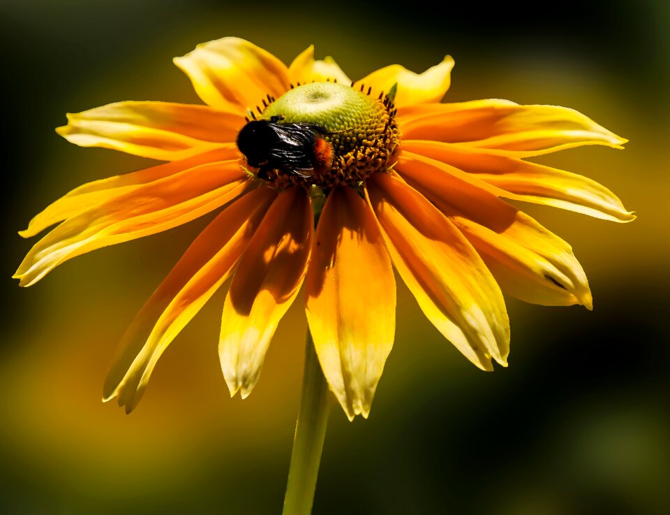 Hummel summer flower