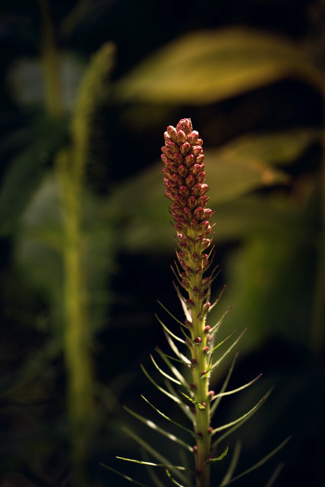 Liatris spicata flower blossom