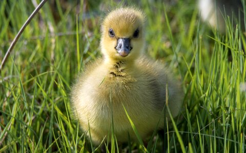 Adorable background bird