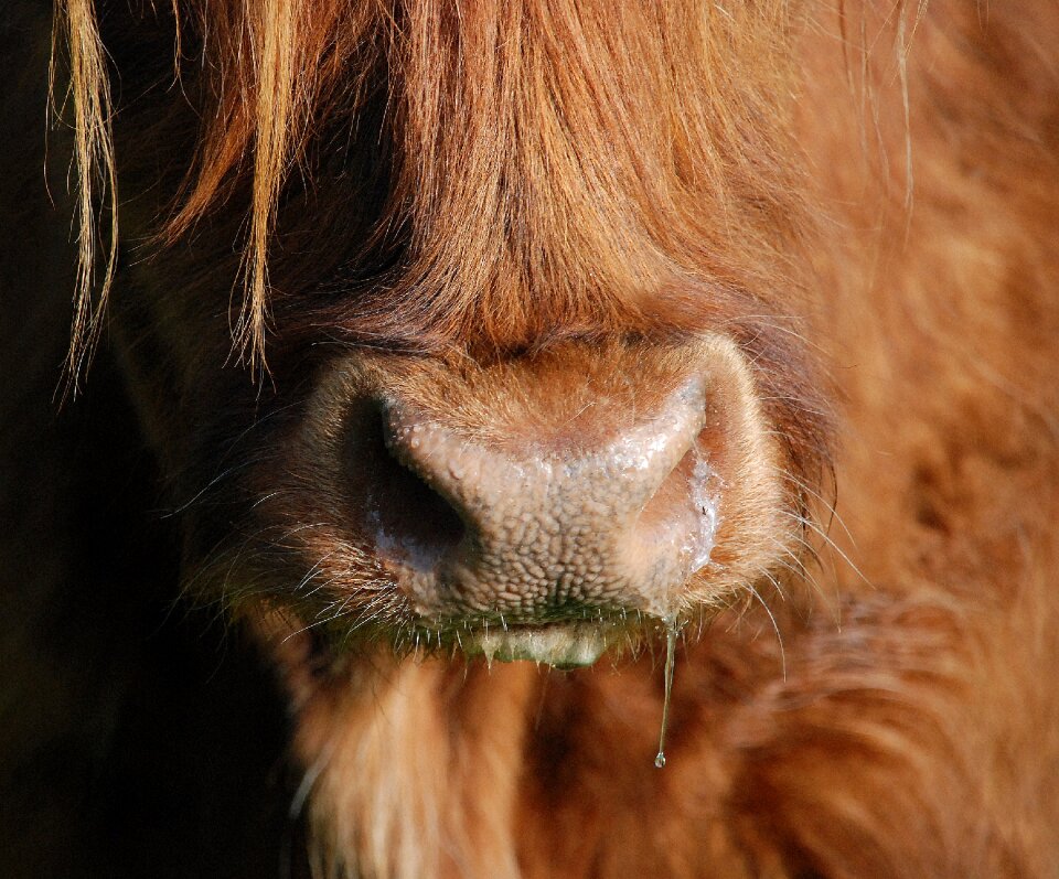 Highlandrind highland cattle highland beef