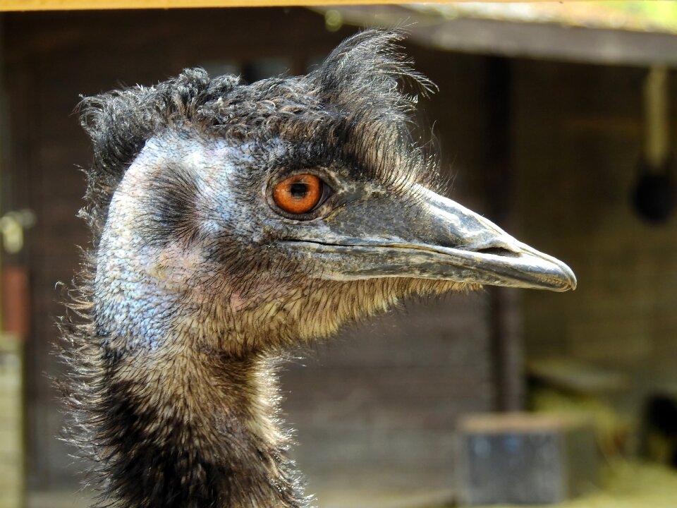 Animal flightless bird zoo