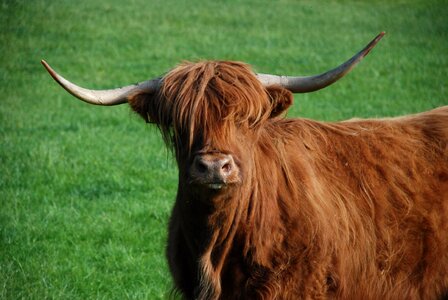 Highlandrind highland cattle highland beef photo