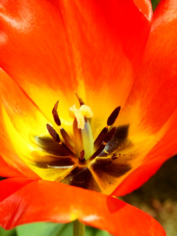 Bloom nature spring