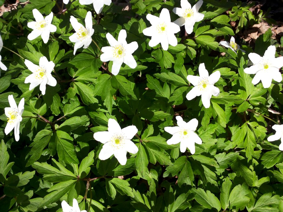 Spring flowers spring white