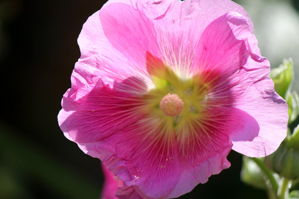 Garden summer flowers