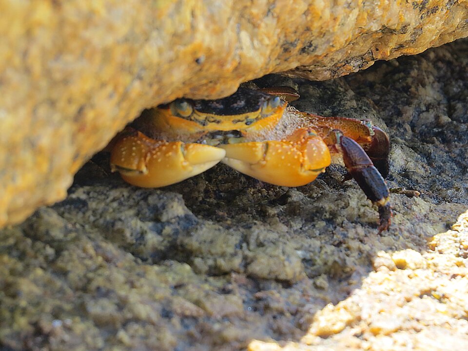Crab australia peek