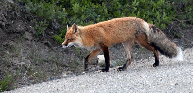 Predator vulpes vulpes wilderness photo