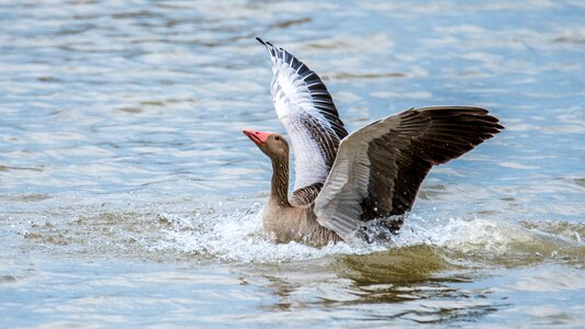 Water bird nature feather