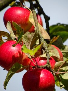 Apple red autumn photo