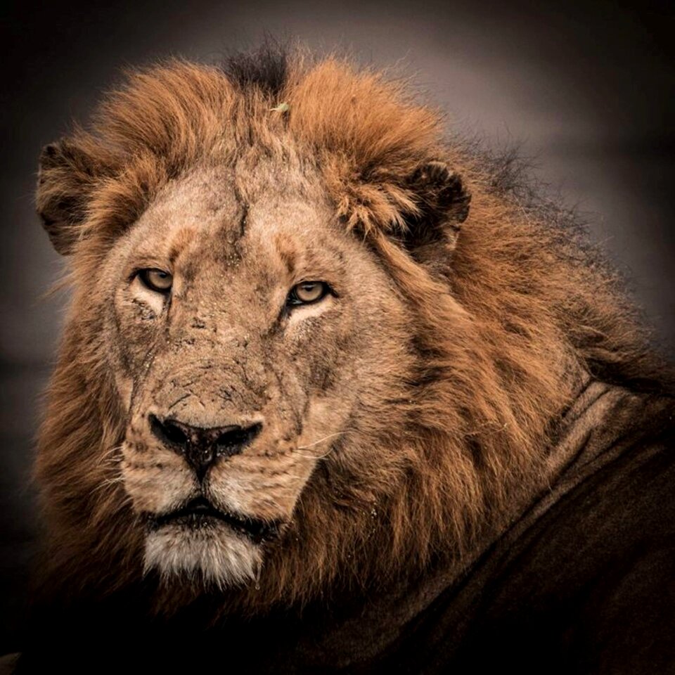 Africa predator brown lion