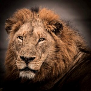 Africa predator brown lion photo