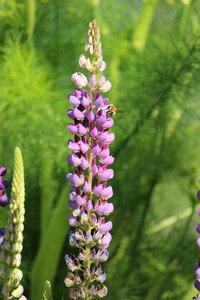 Summer flowers colorful
