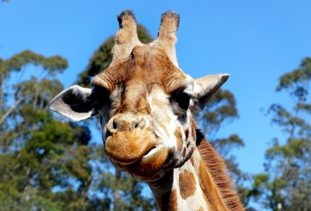 Face mammal mouth photo