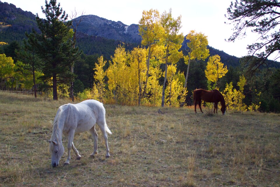 Western pasture colorado