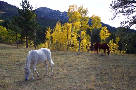 Western pasture colorado