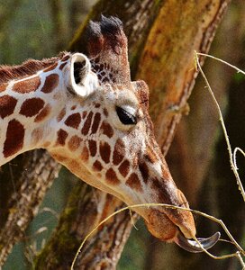 Animal animal portrait tierpark hellabrunn photo