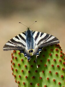 Opuntia prickly pear cactus papilio machaon