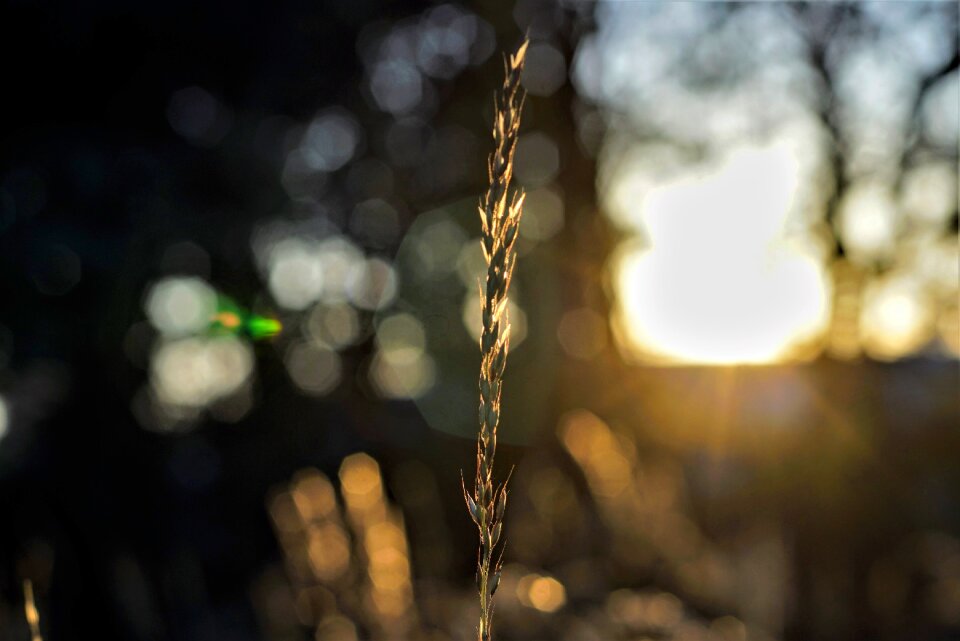 Plant nature grass