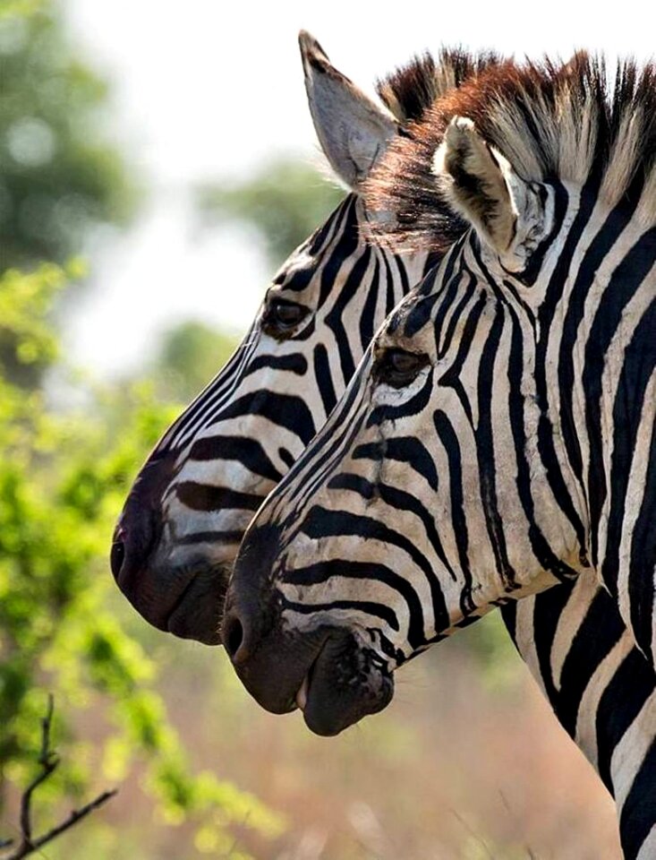 Africa zebra savanna