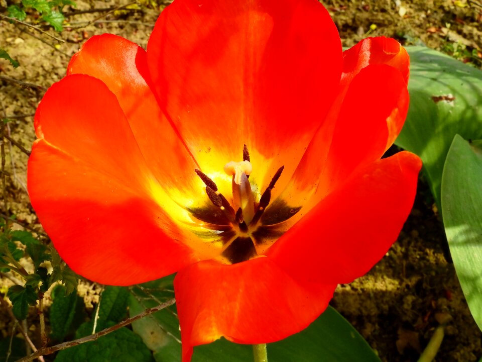 Bloom nature spring