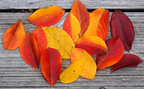 Leaves plant nature