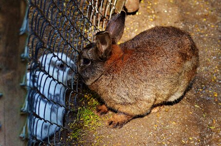 Sad cute hare