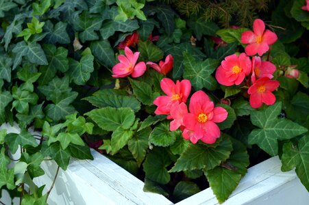 Begonia planting of greenery flower