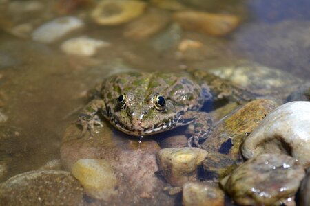 Frog frog eyes Free photos photo