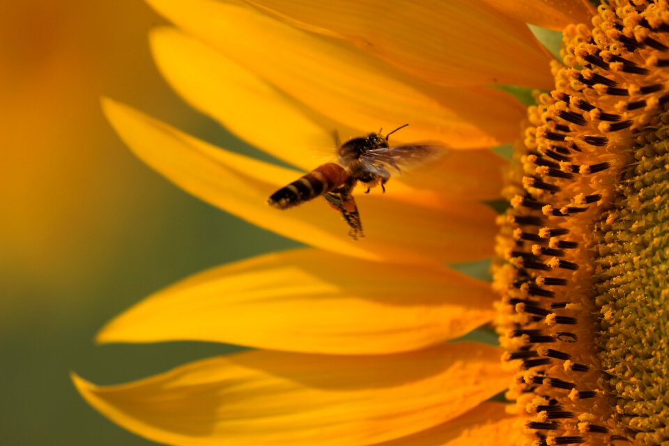 Flower agriculture nature