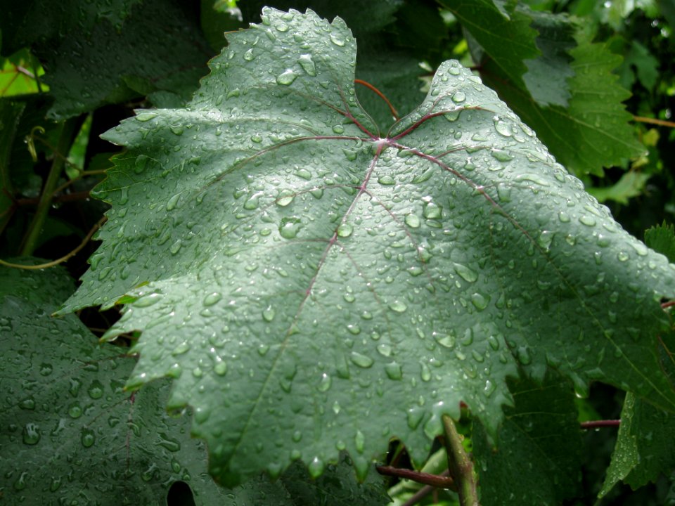 Виноградный_лист_(191200497)