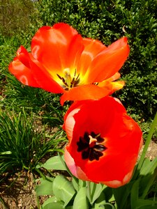 Bloom nature spring