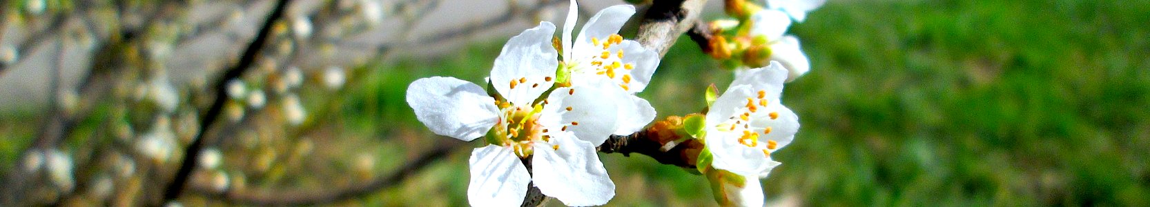 Слива_растопыренная_(алыча)._Географ