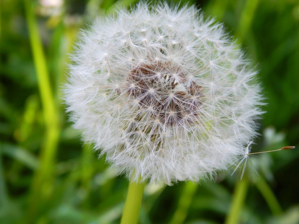 Dandelion flower summer