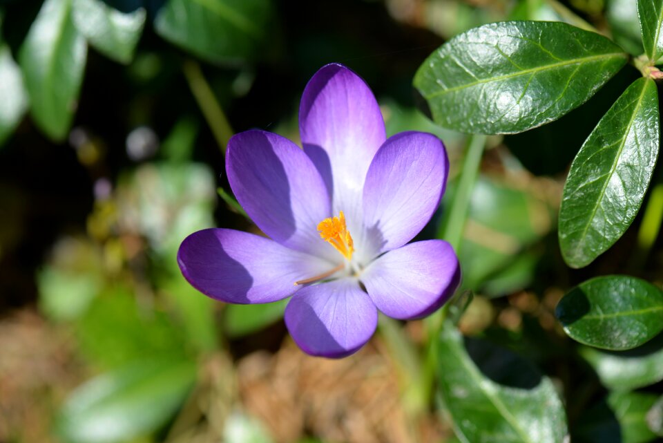 Spring flower blossom bloom