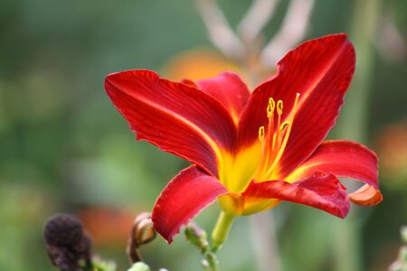 Red exotic detail